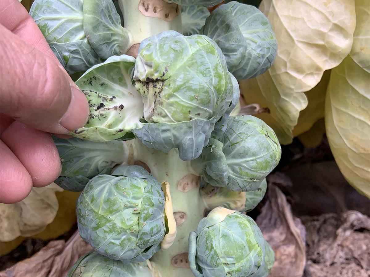 Oedema in brussel sprouts