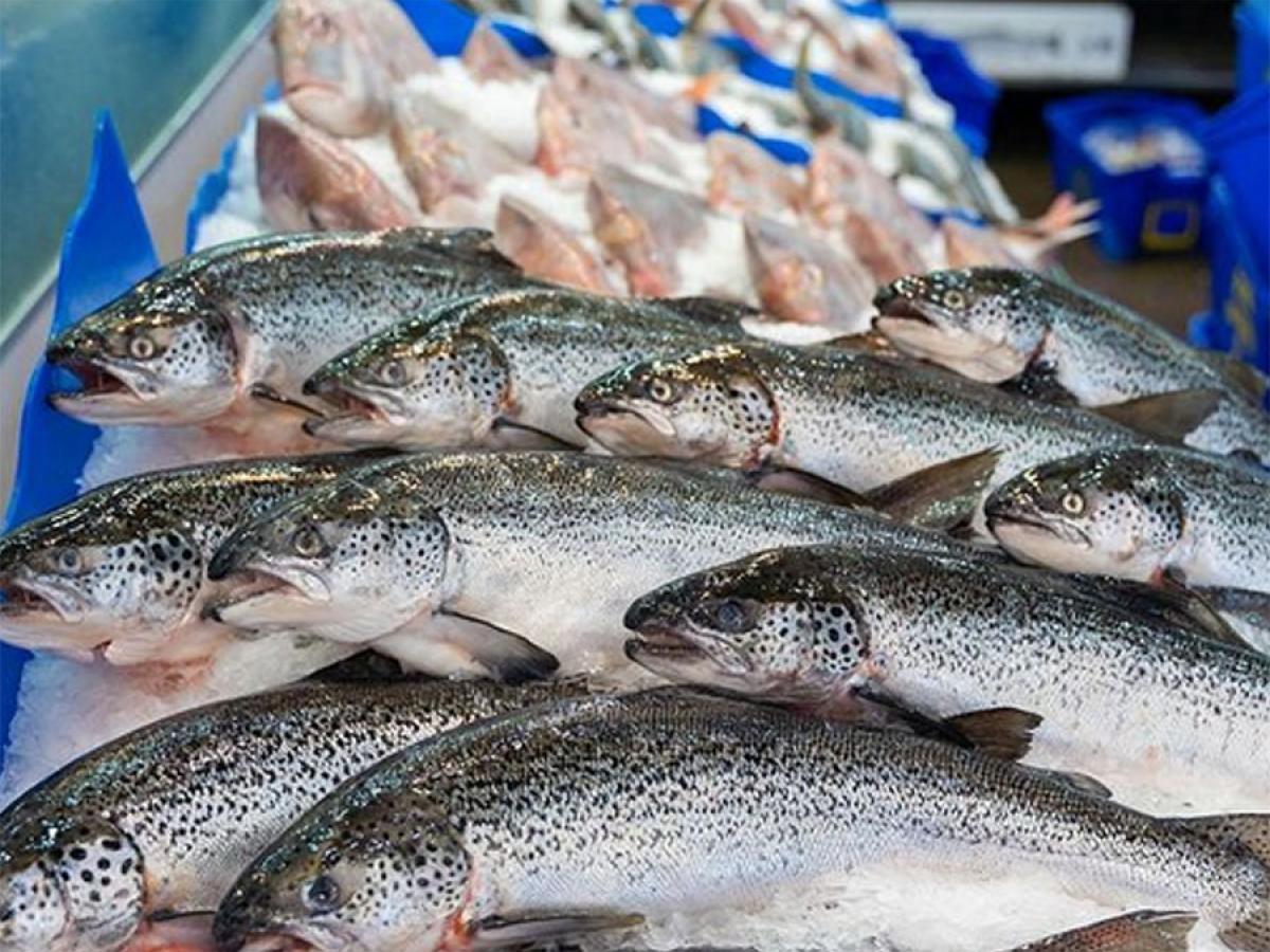 Fish on ice at a fish market