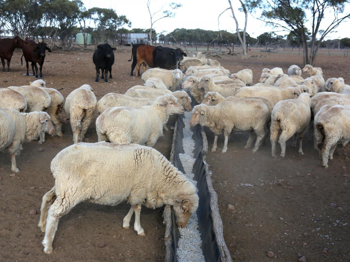 Researchers to investigate prevalence of PFAS in livestock