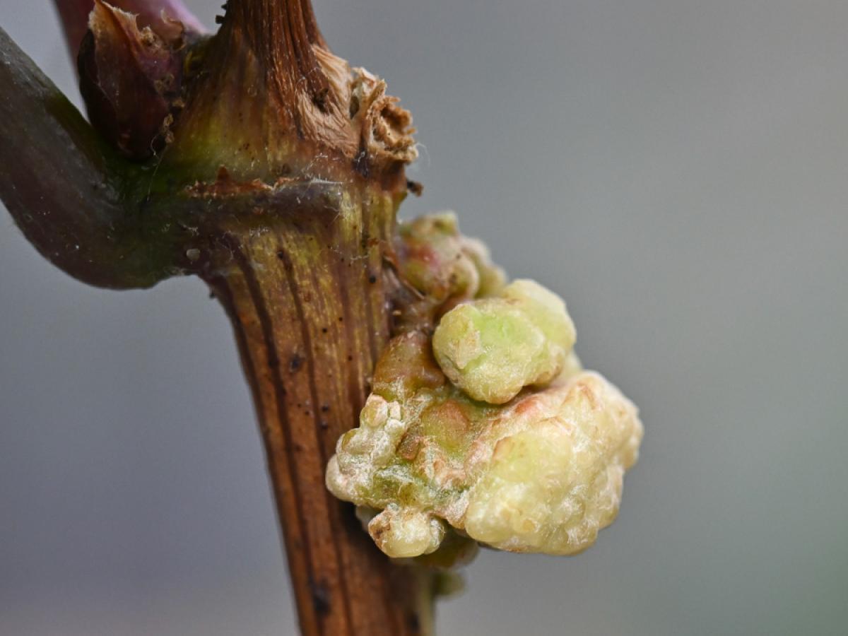 Crown gall on grape vine