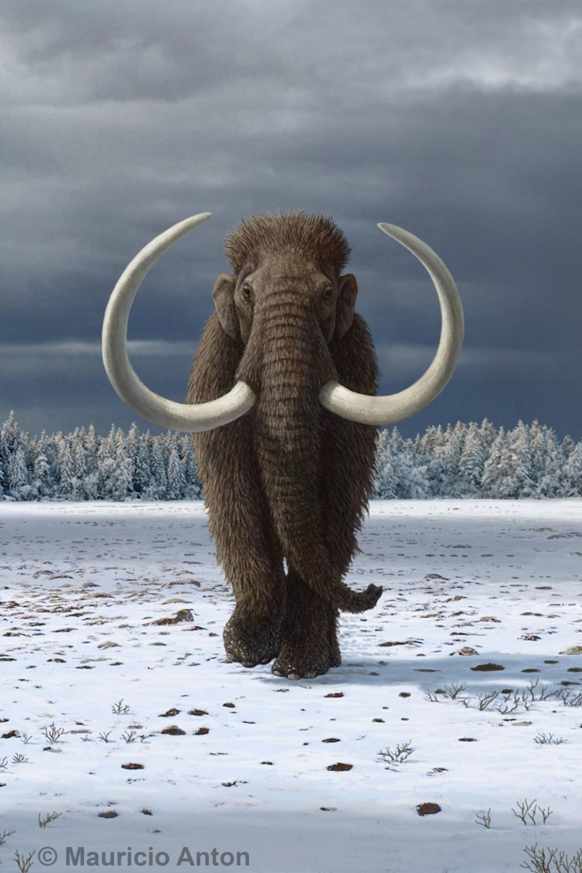 Woolly mammoths persisted in Siberia until the mid-Holocene. Credit Mauricio Anton - https://mauricioanton.wordpress.com/