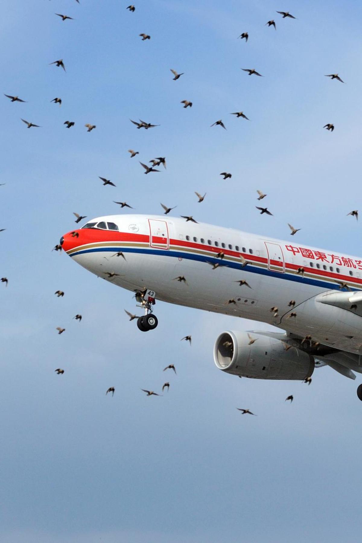 ADIFF bird strike