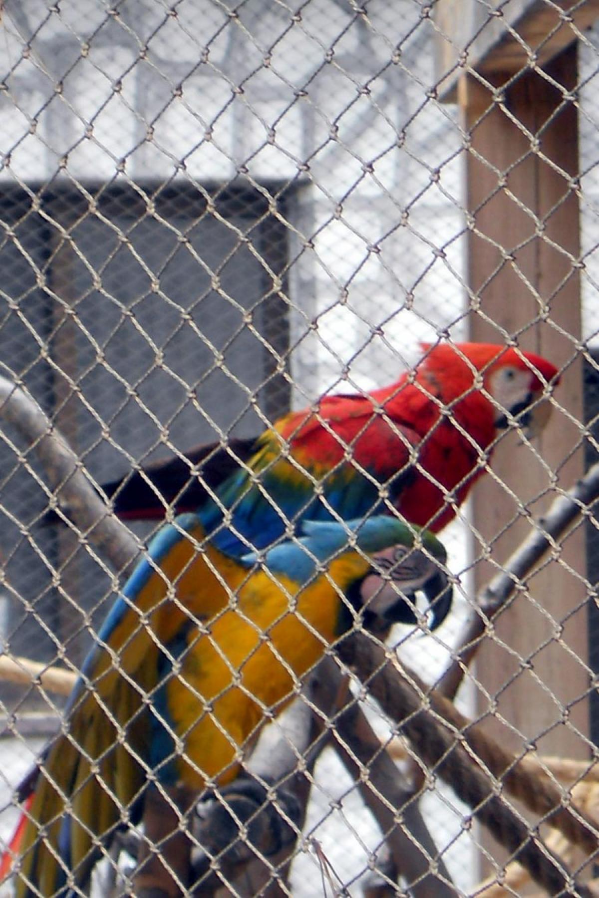 ADIFF caged birds