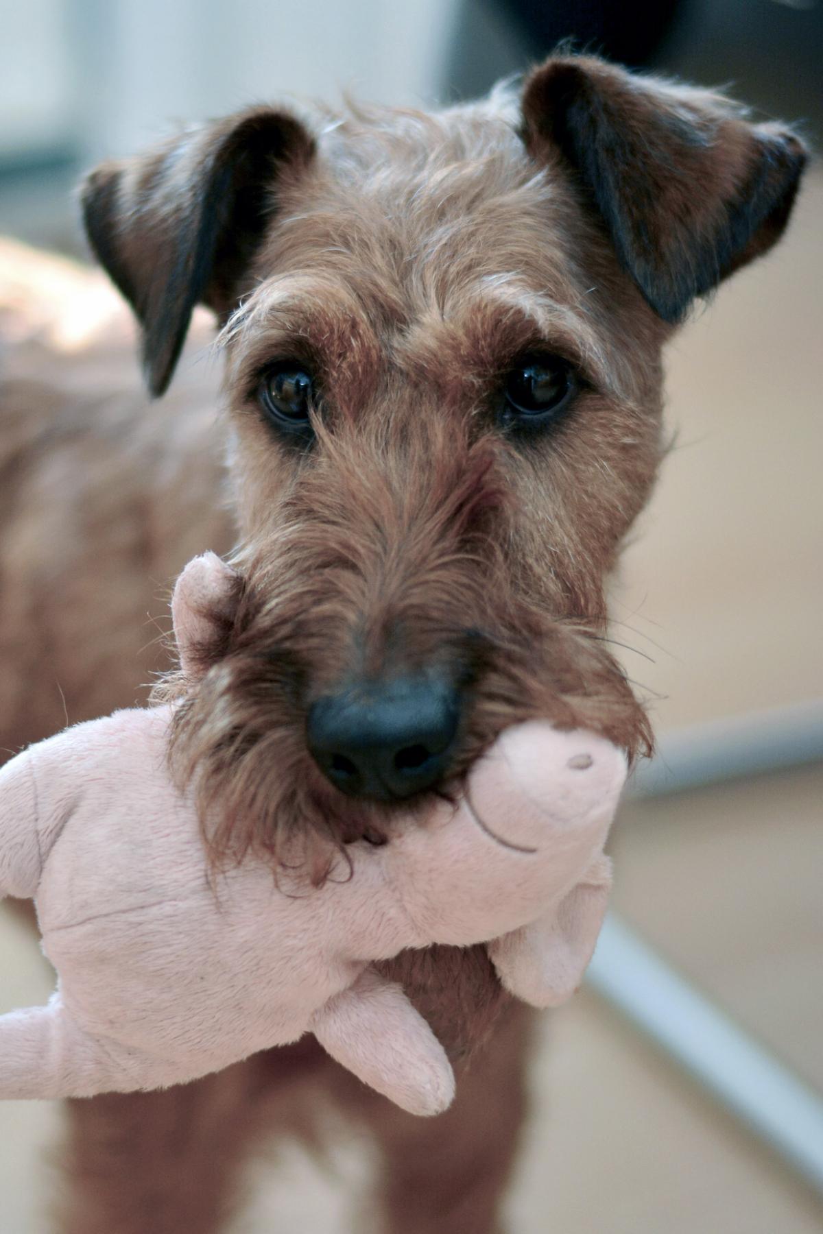 Dog toy by Conger Design from Pixabay