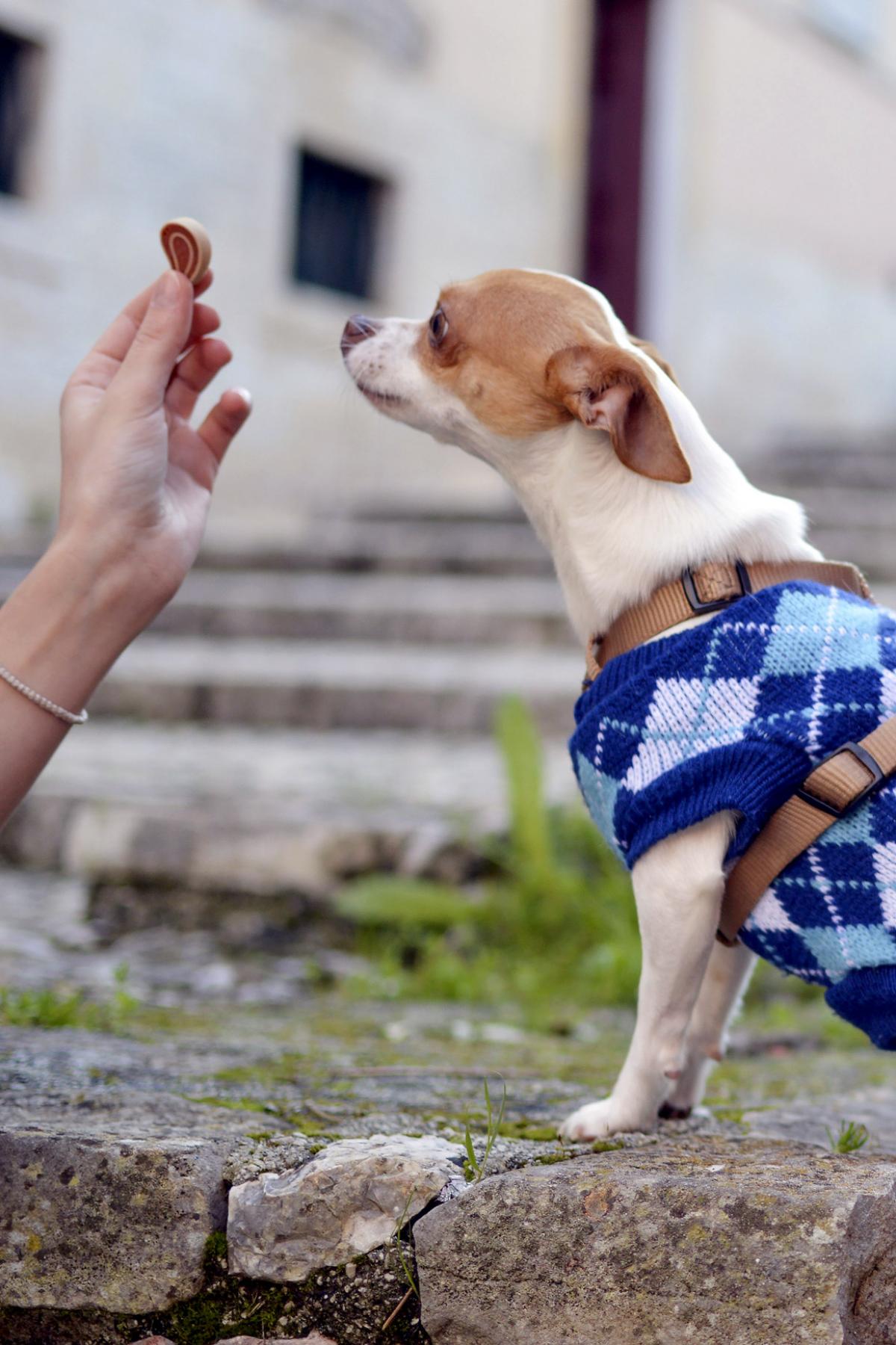 Dog treat by StockSnap from Pixabay