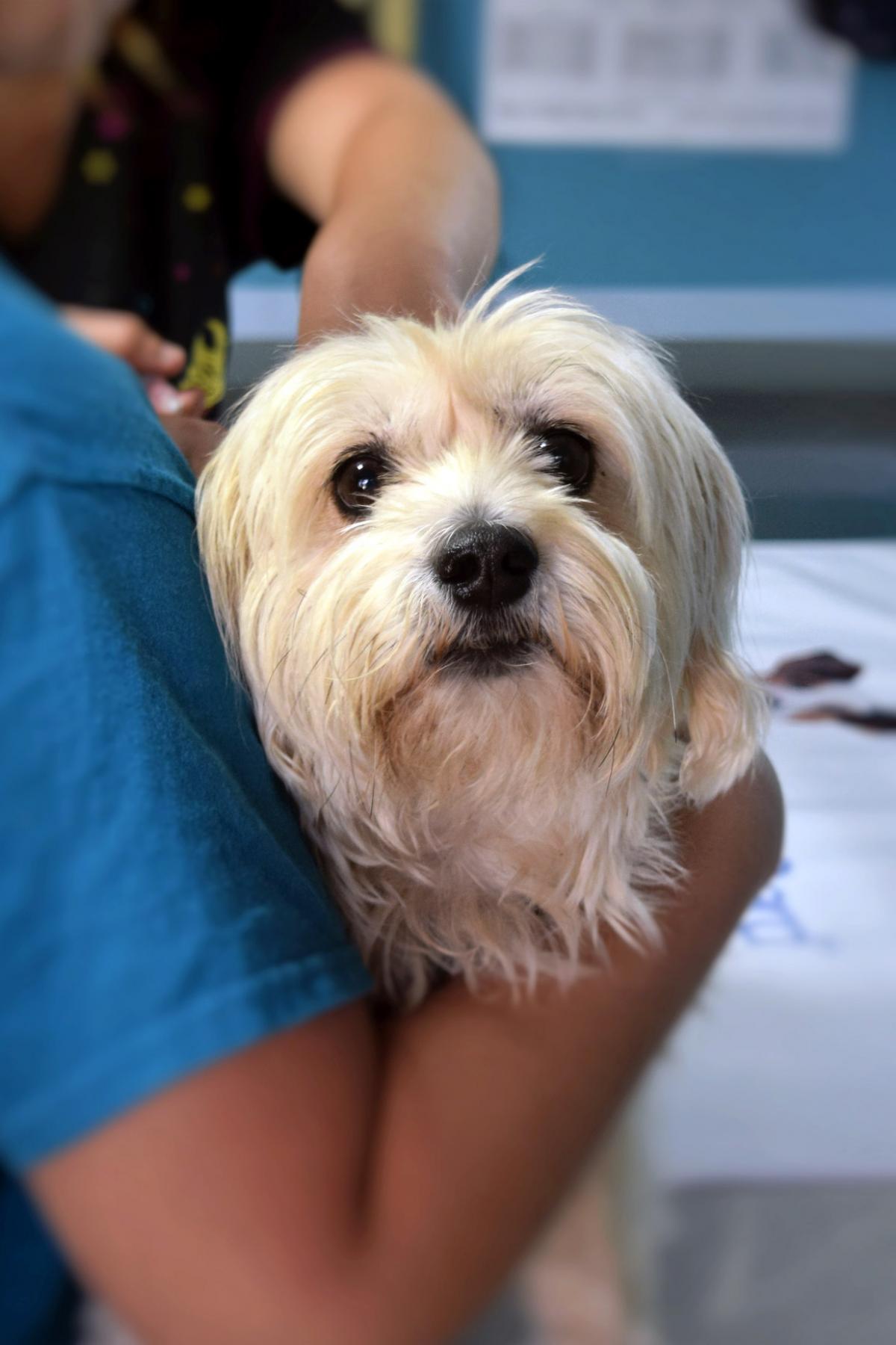 Dog at the vet by JC from Pixabay