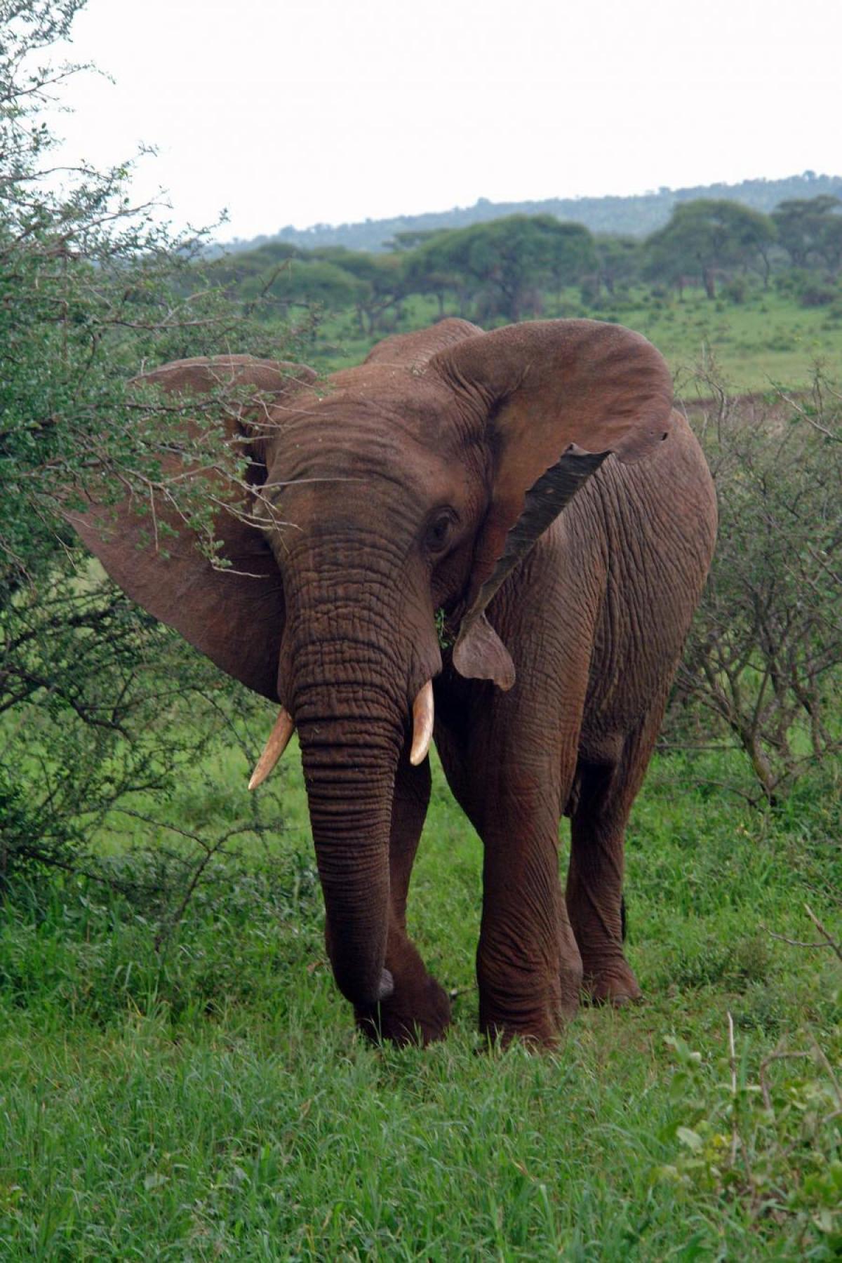 Elephant in the wild