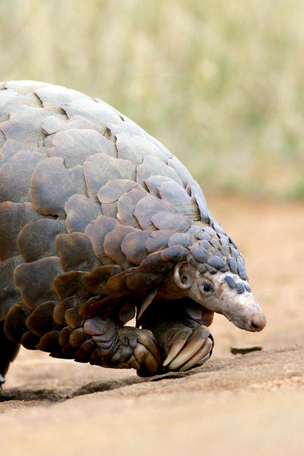 Pangolin
