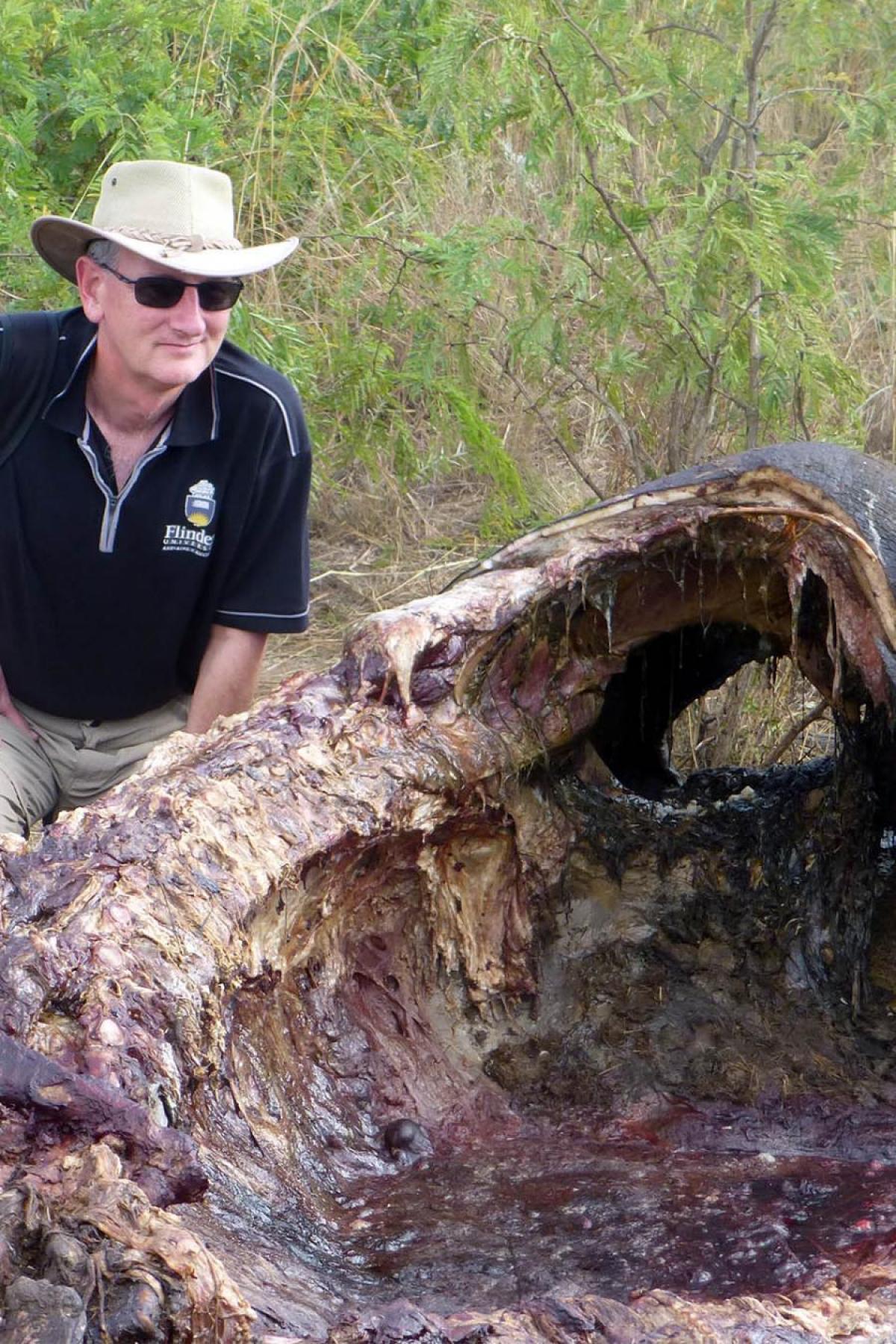 ADIFF rhino poaching