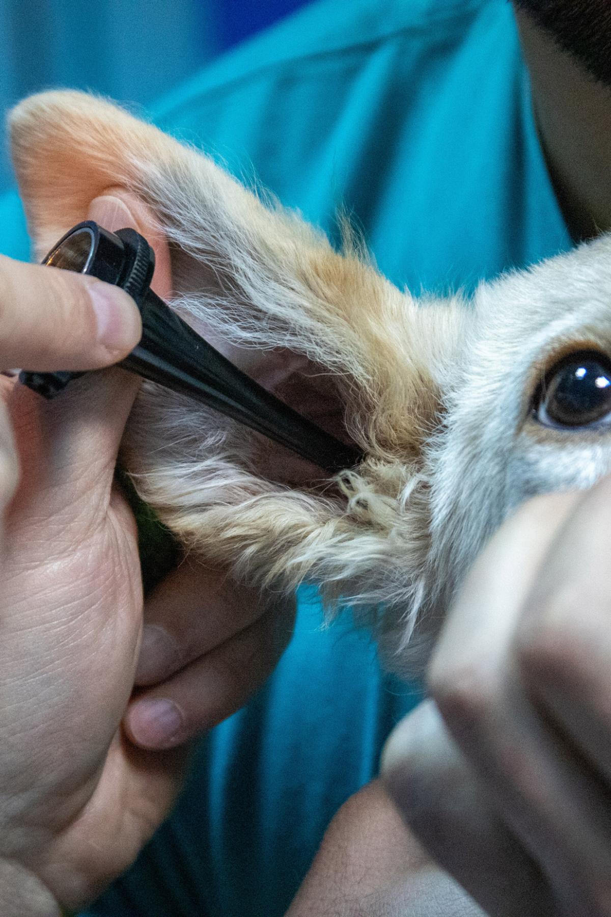 Vet check dog by Mirko Sajkov from Pixabay