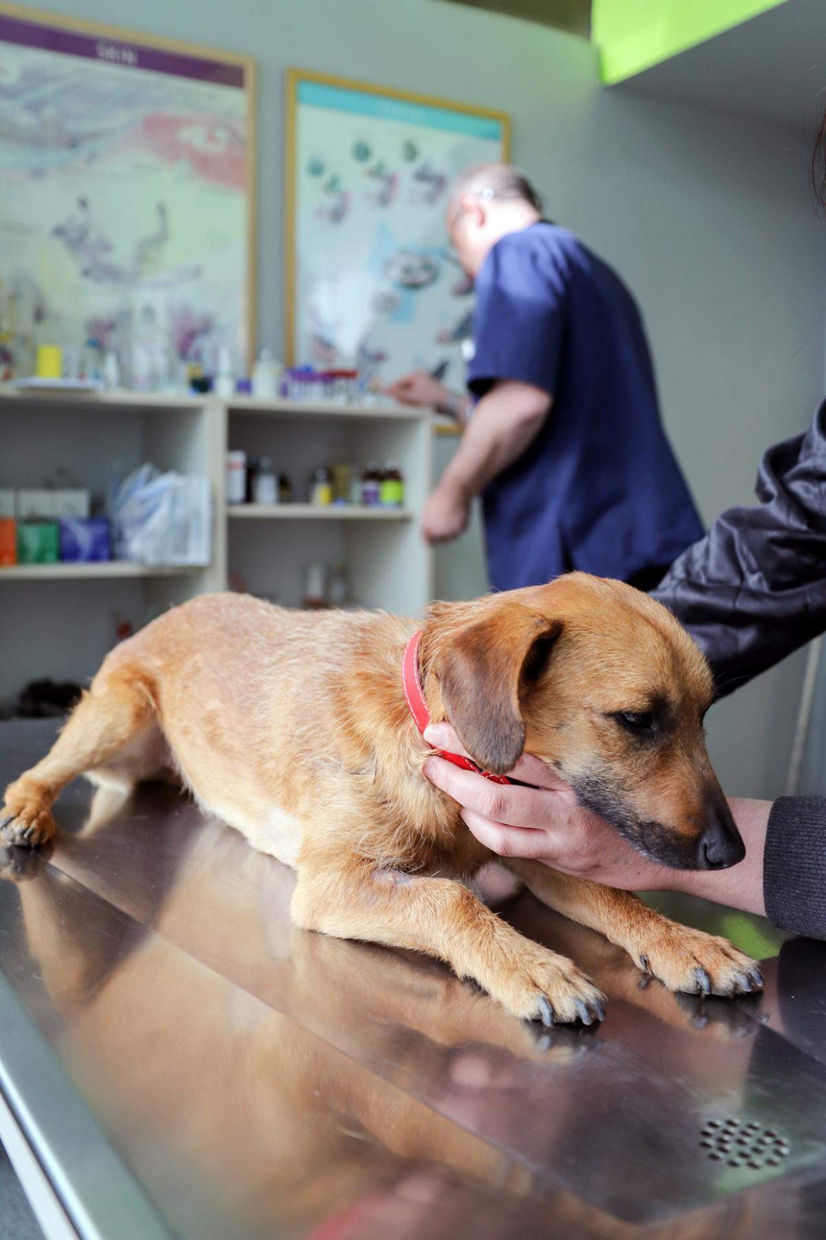 Vet check dog by Mirko Sajkov