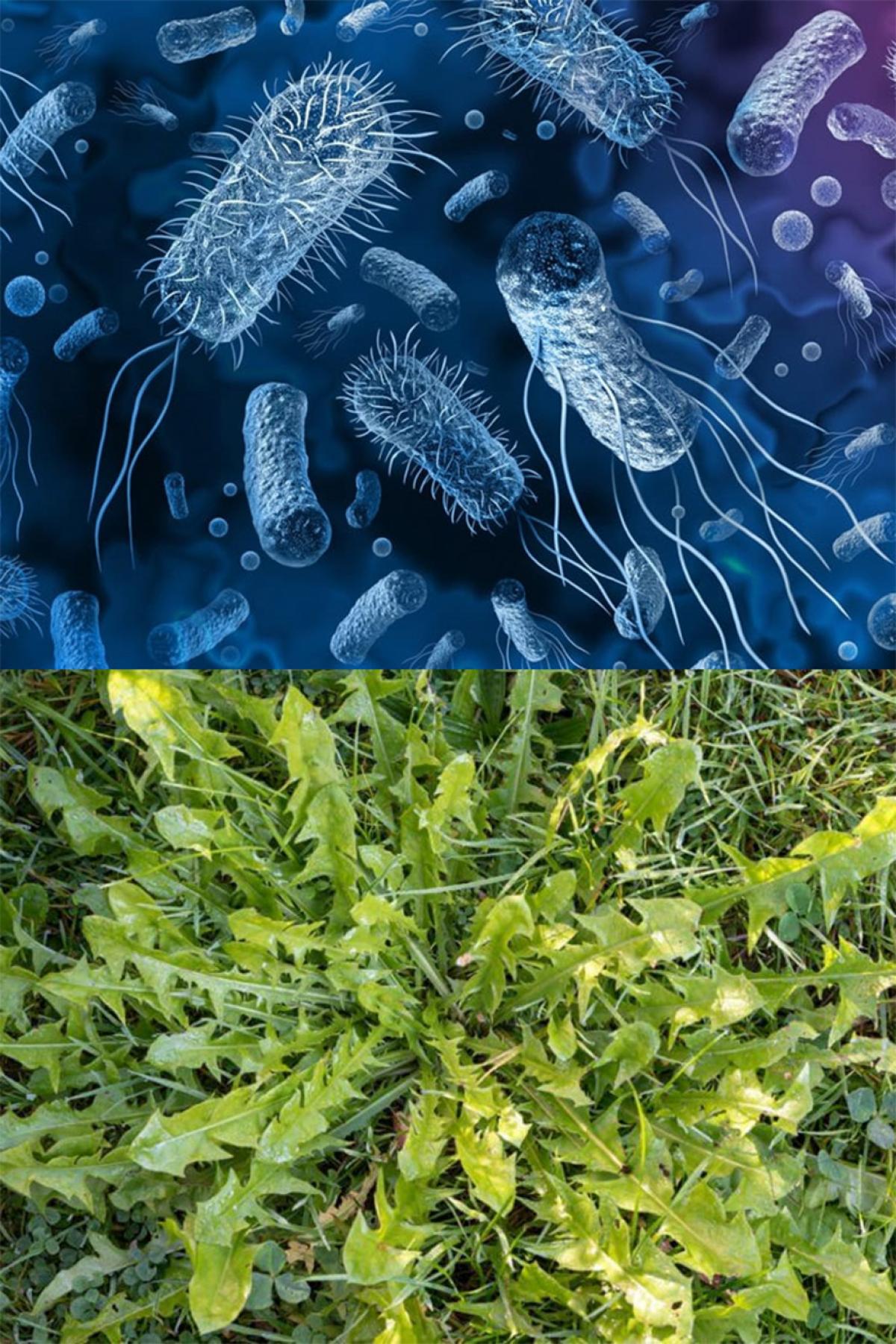 Honours Project Weeds Herbicides