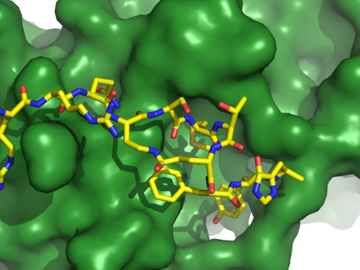 A graphical representation of the new molecule (yellow sticks) interacting with ‘the sliding clamp’ (green surface).