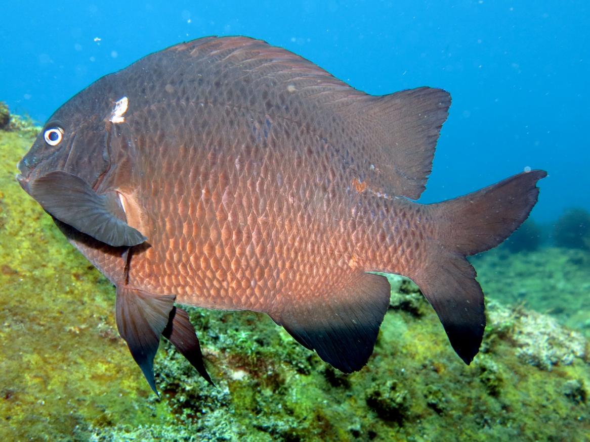 A damselfish at the volcanic seep in New Zealand.