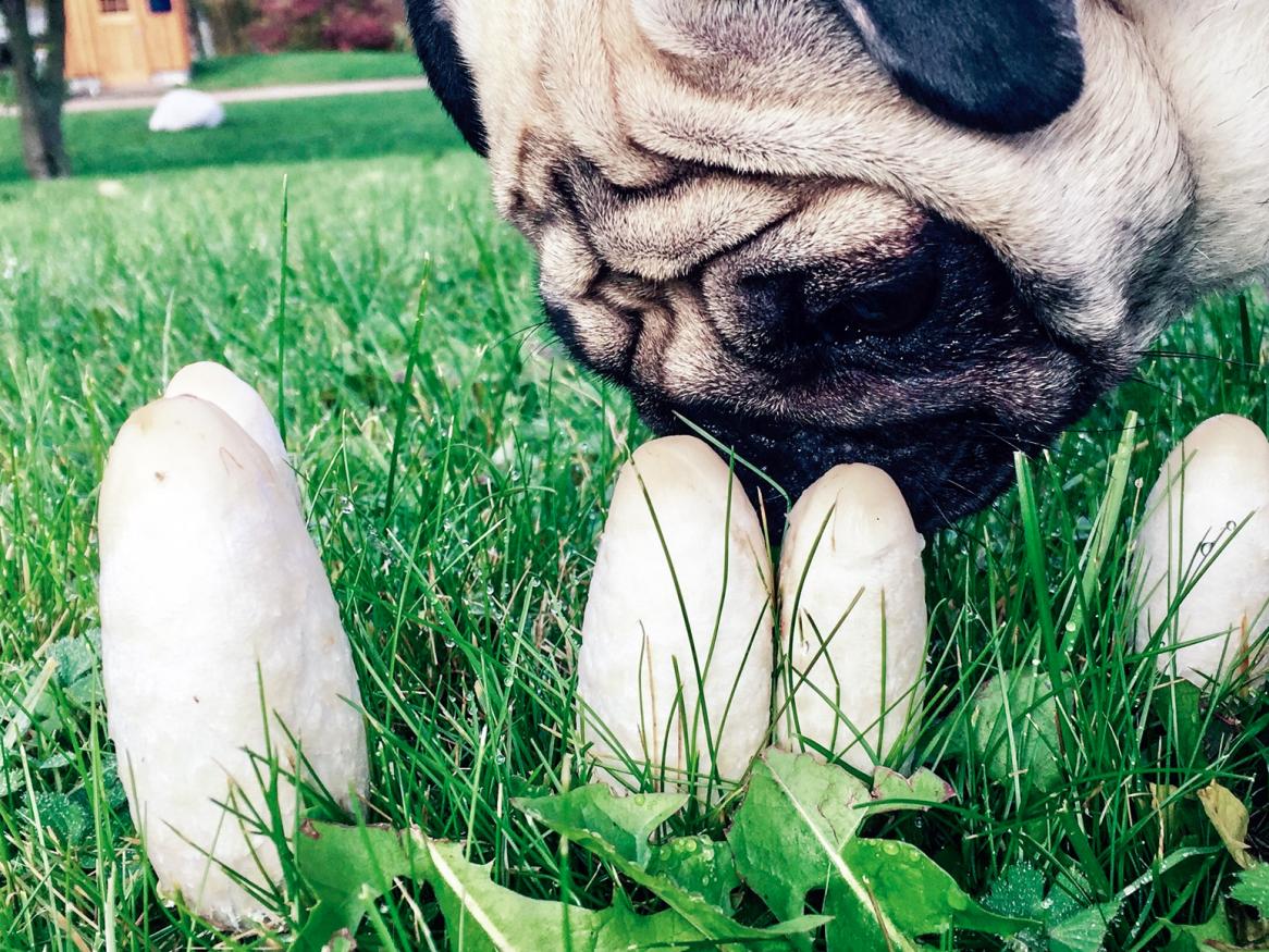 Vets warn dog owners of poisonous mushrooms