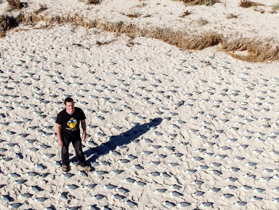 Lead author Jarrod Hodgson, University of Adelaide, standing in one of the replica colonies of seabirds constructed for the #EpicDuckChallenge.