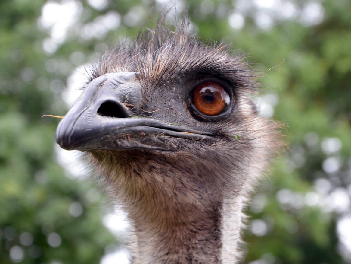 Emu image