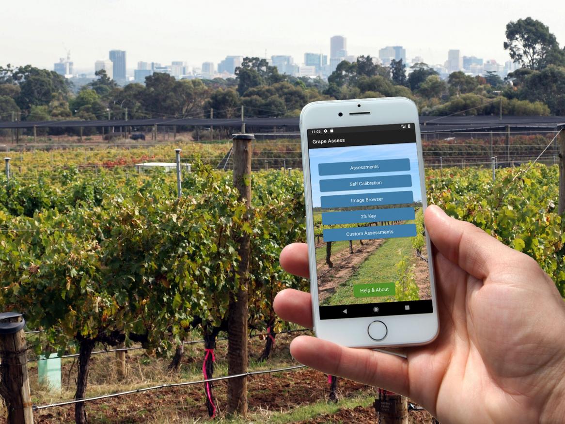 The improved powdery mildew assessment application, PMapp, and a new application, Grape Assess, are now available on Android and Apple devices.