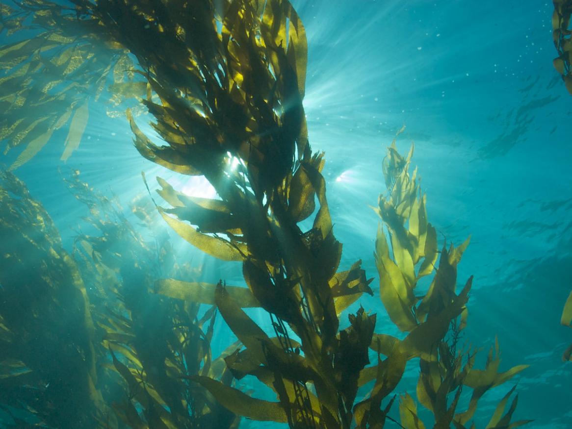 Kelp image