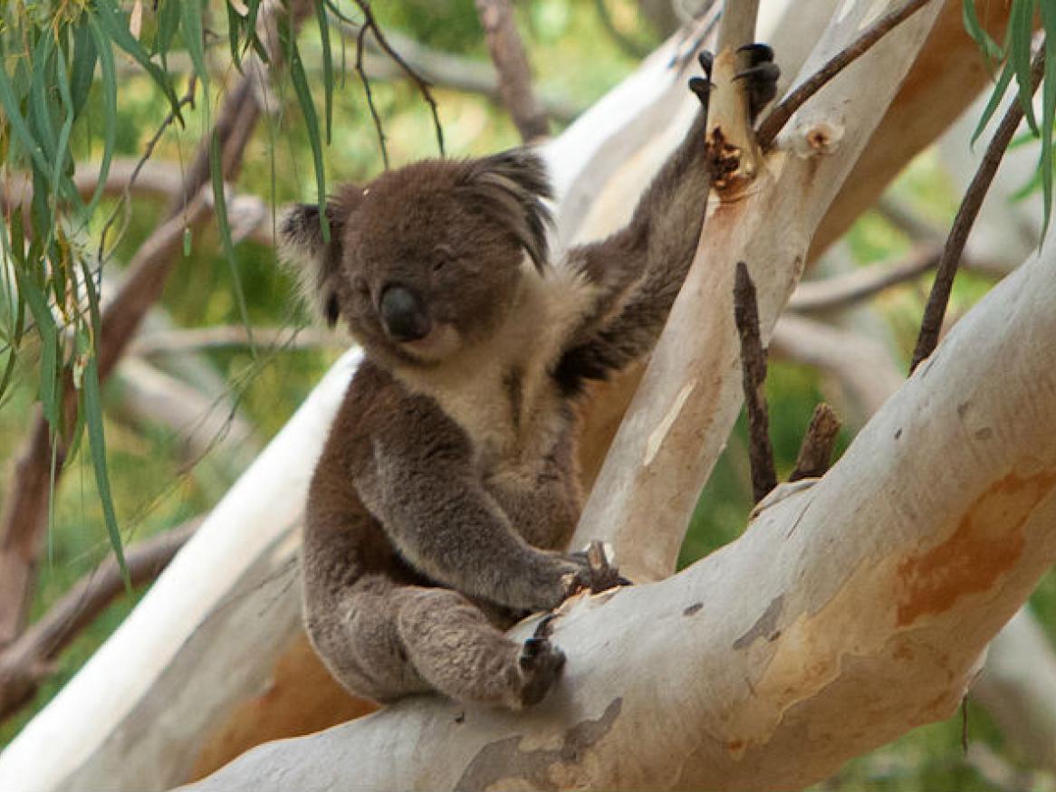 Koala image