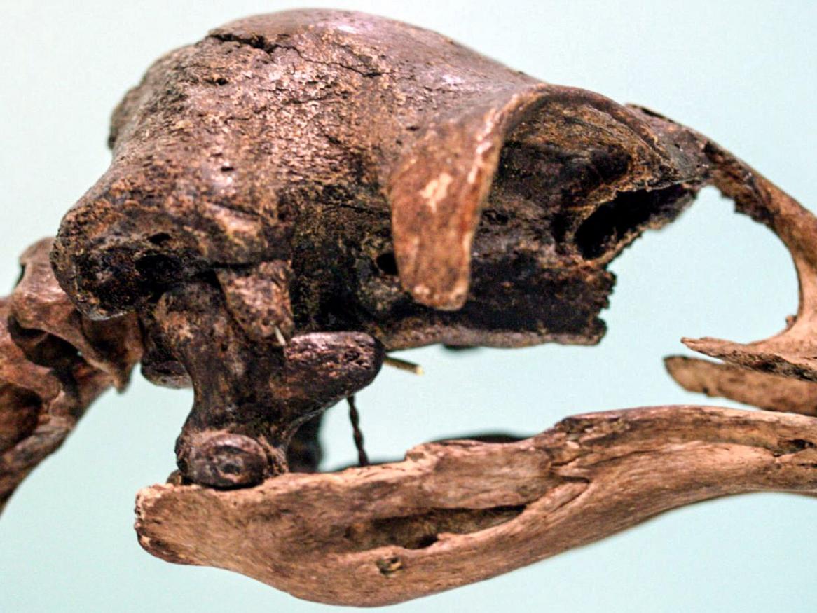 Image caption: Moa skull. Image courtesy Patrick Bürgler/Flickr.