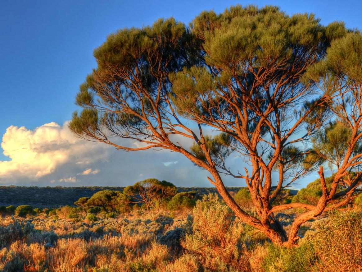 Scrub on the Nullarbor Plains