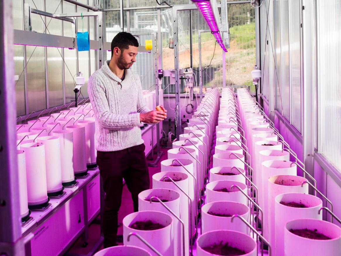 Australian Plant Phenomics Facility Plant Accelerator