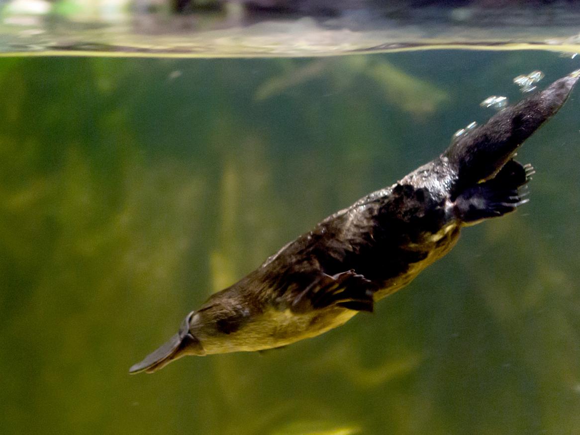 Platypus image - Image courtesy of Matt Chan
