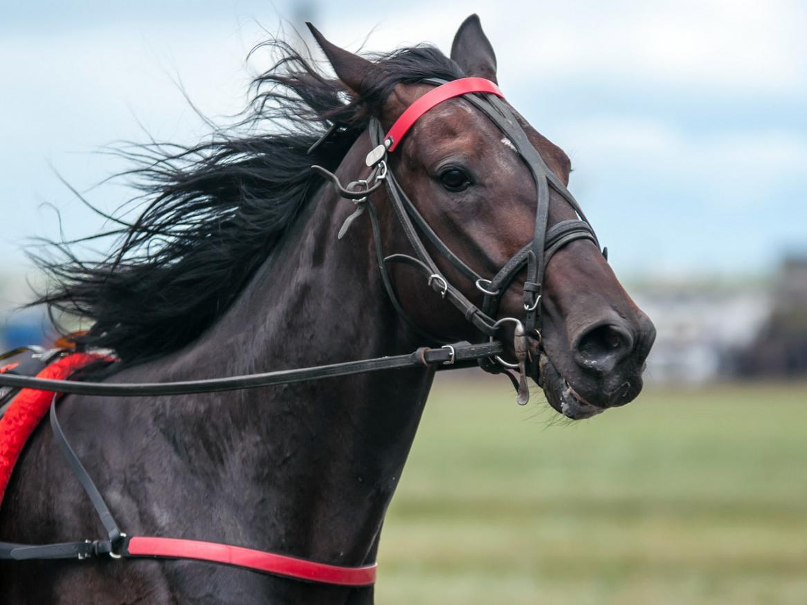 Racehorse image
