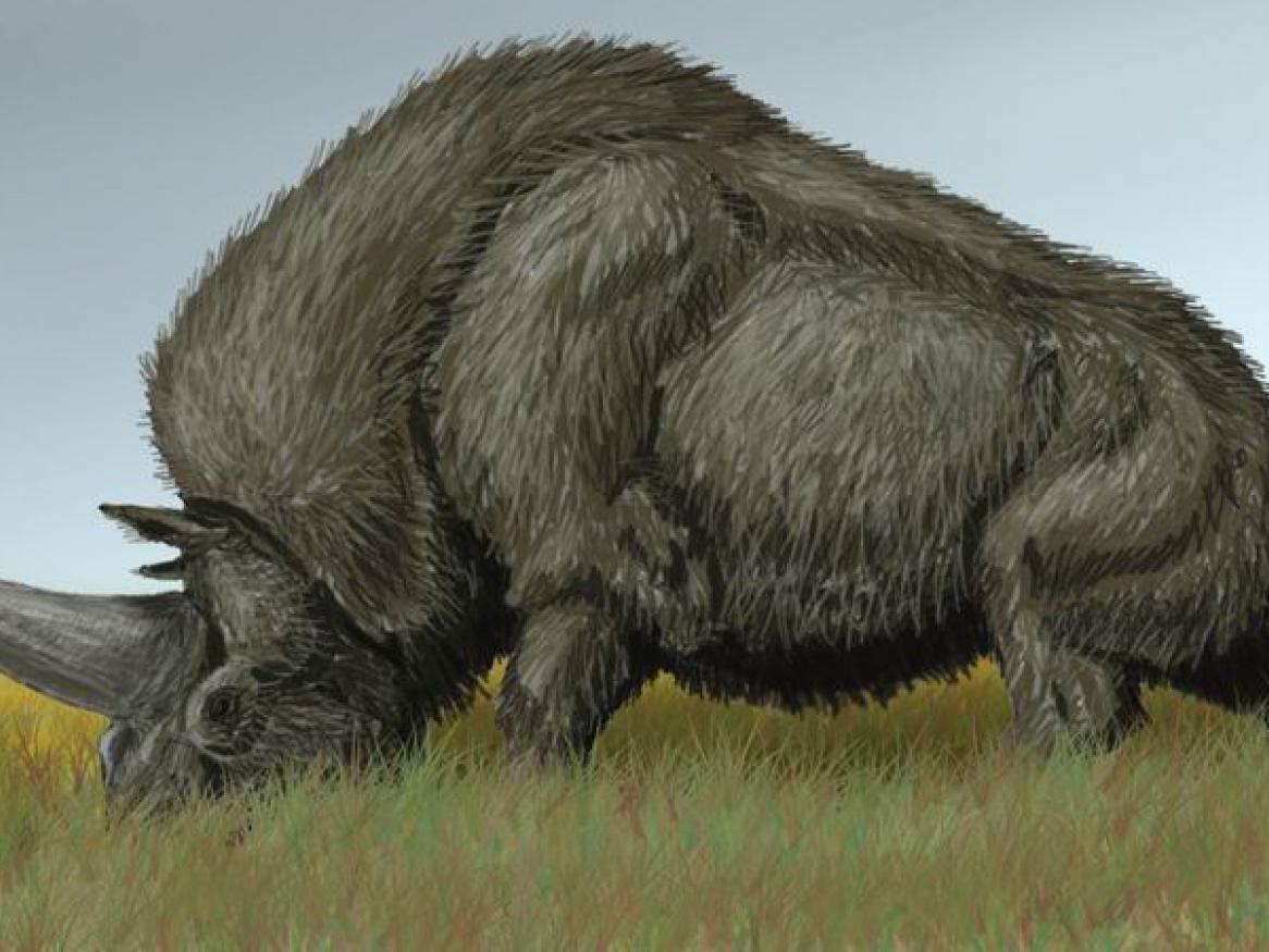 Climate change wiped out the 'Siberian unicorn'