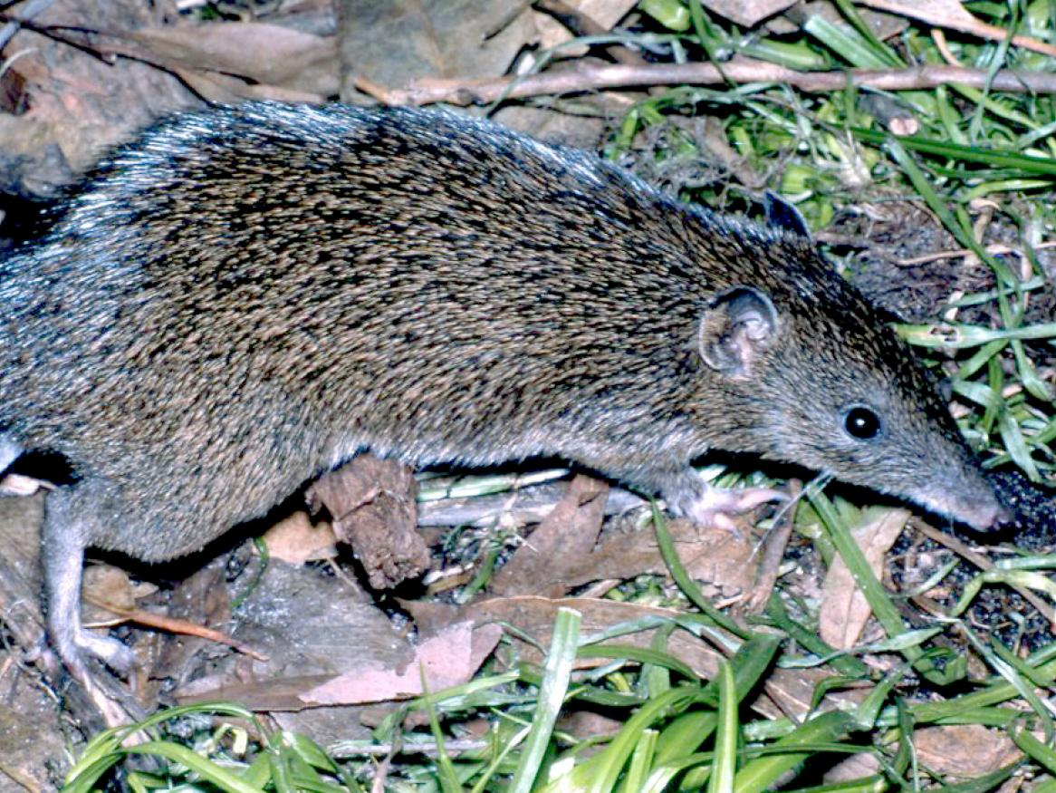 Southern Brown Bandicoot, courtesy Bertram Lobert, Wiki Commons