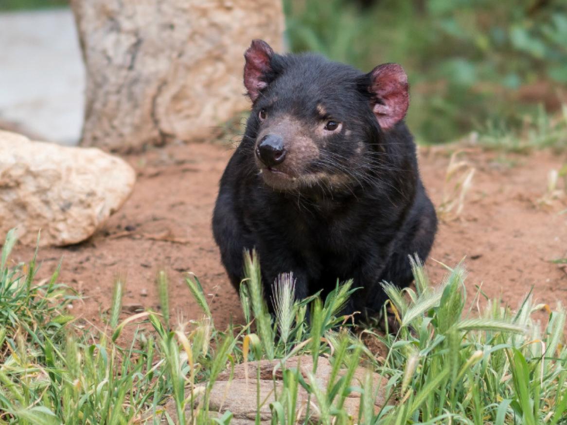 Tassie Devil