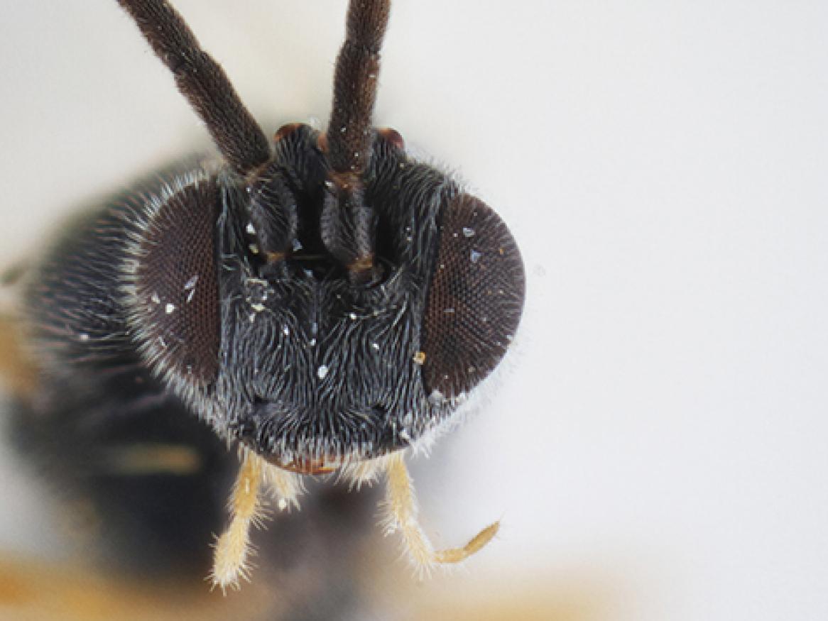 Dolichogenidea xenomorph wasp