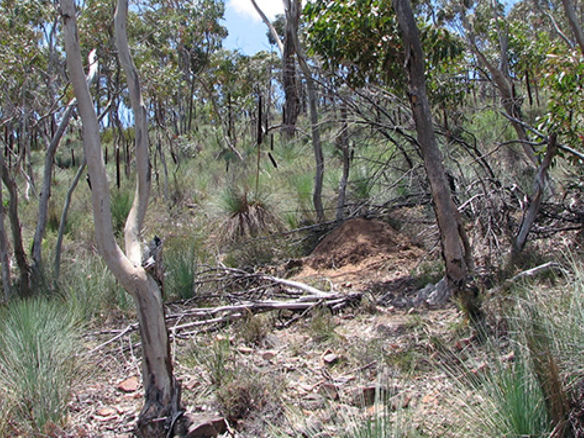 Woodland vegatation image, Greg Guerin