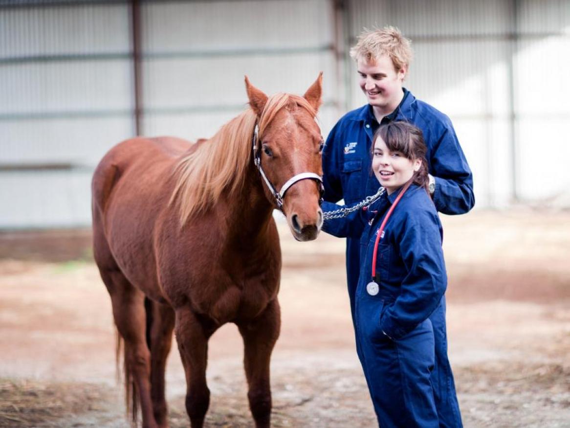 Our veterinary program