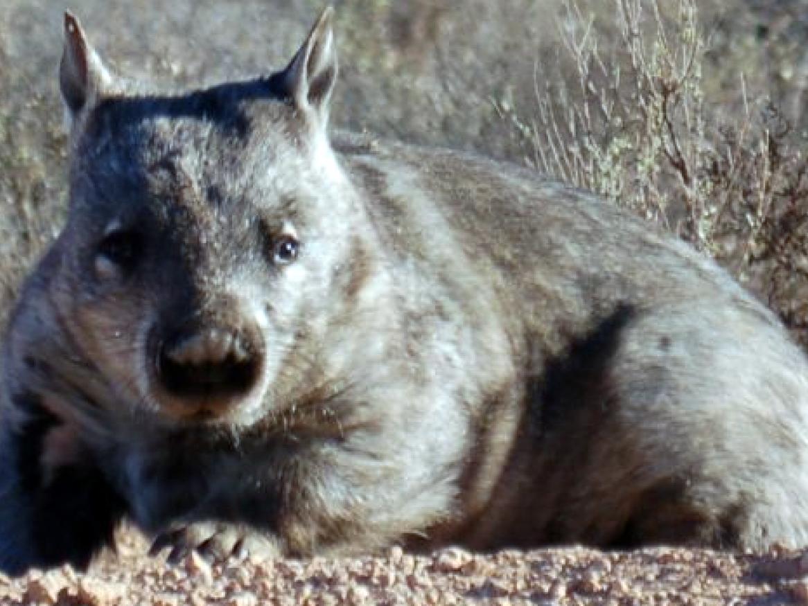 Wombat photo