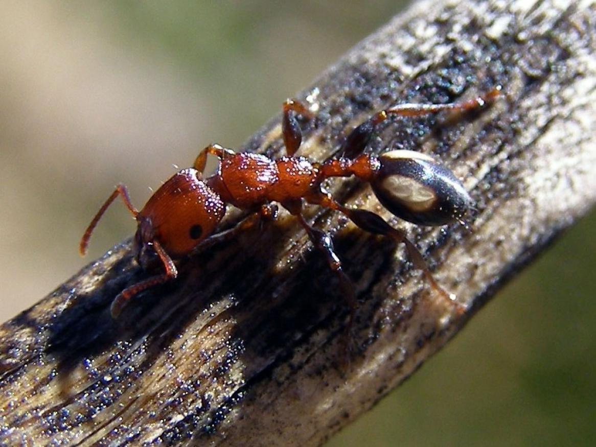 Podomyrma adelaidae ant image