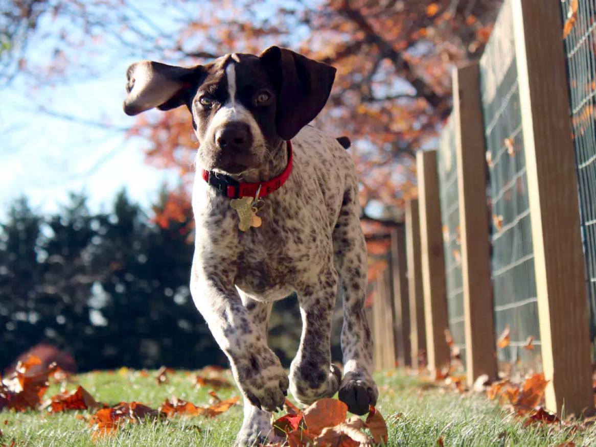 News - dog running, animal and vet article