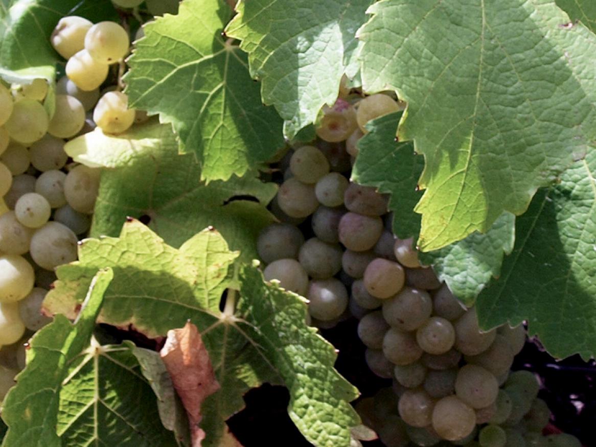 Grape banner