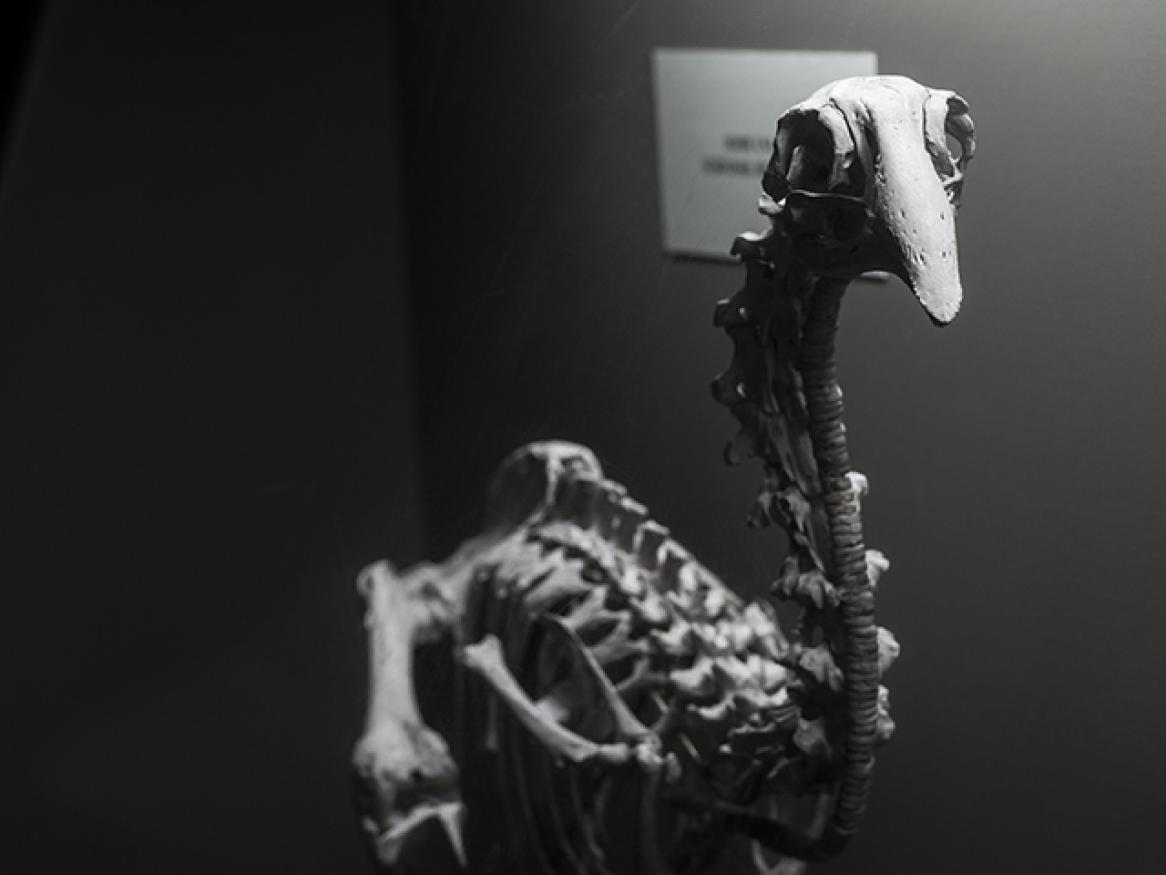 Adzebill skeleton on display in the Canterbury Museum, New Zealand
