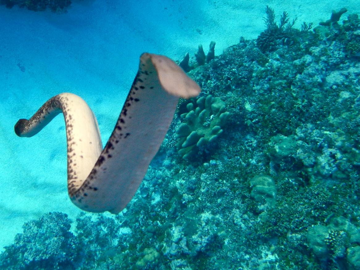 Olive sea snake 