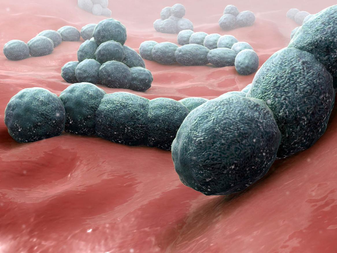 Streptococcus pneumoniae 