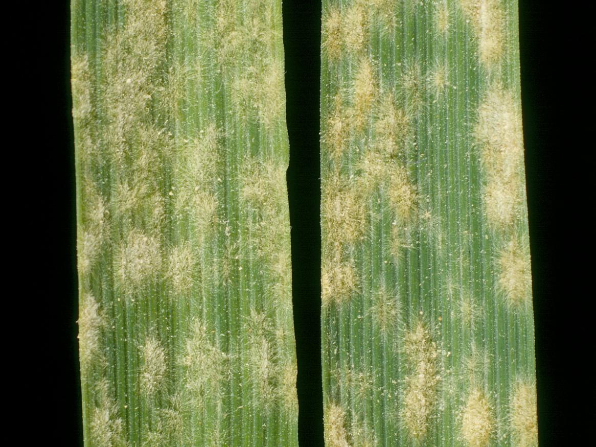 powdery mildew barley