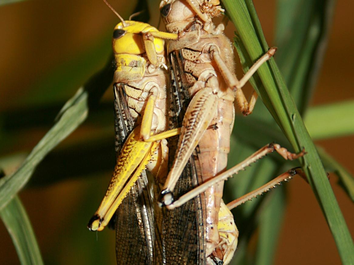 Australian plague locusts