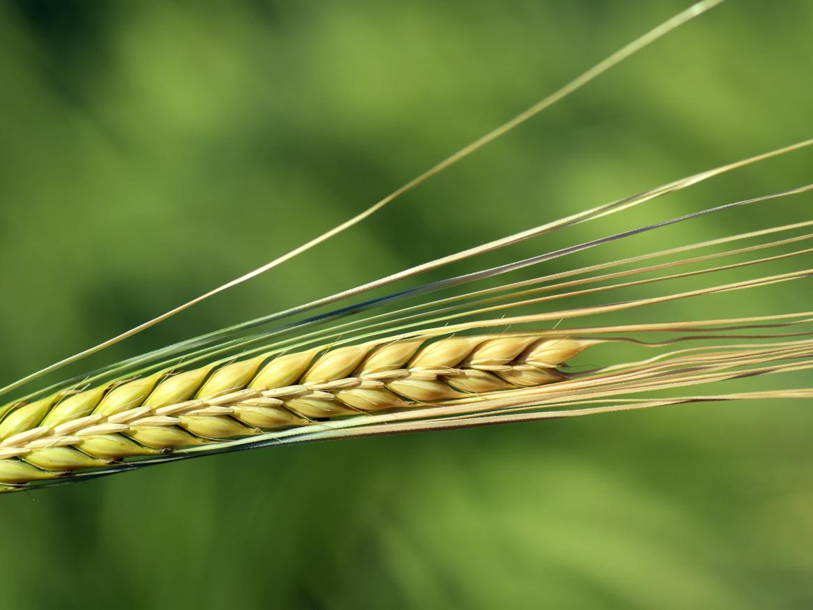 barley