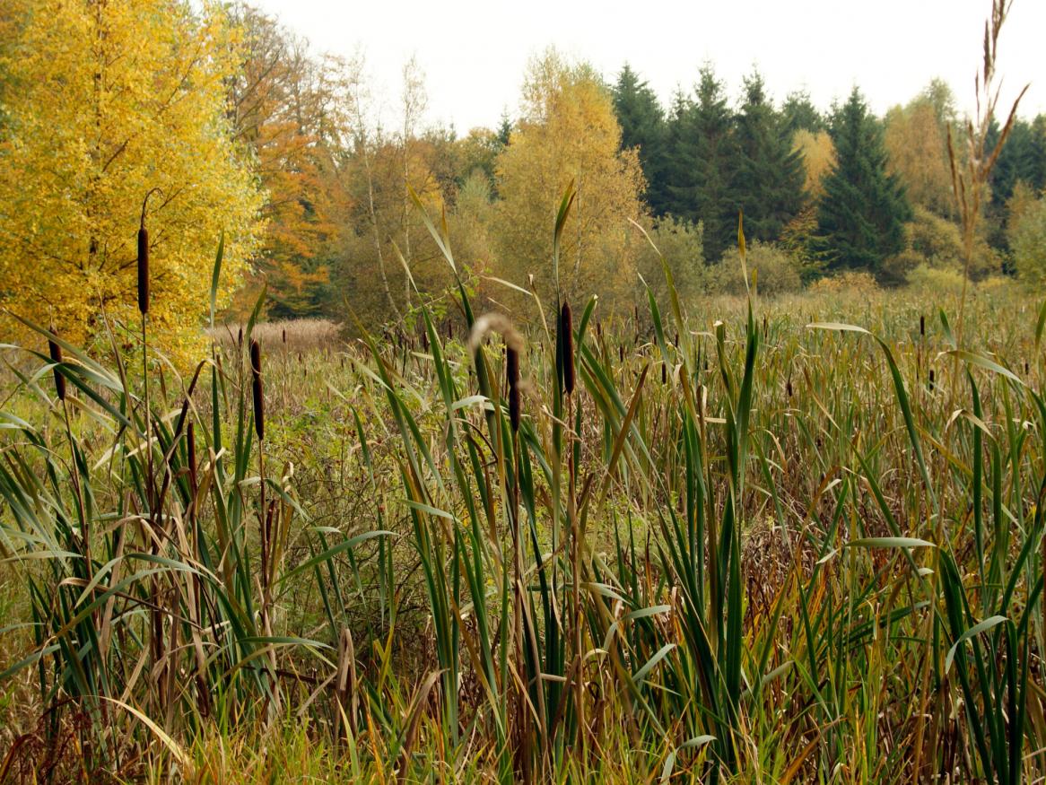 Ecology & management of common reed & bulrush
