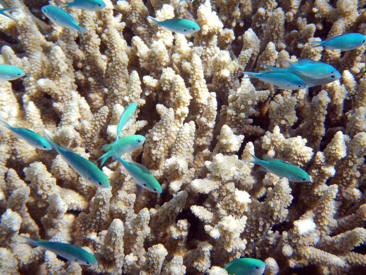 Coral reef fish