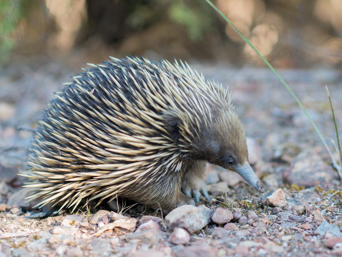 Echidna research