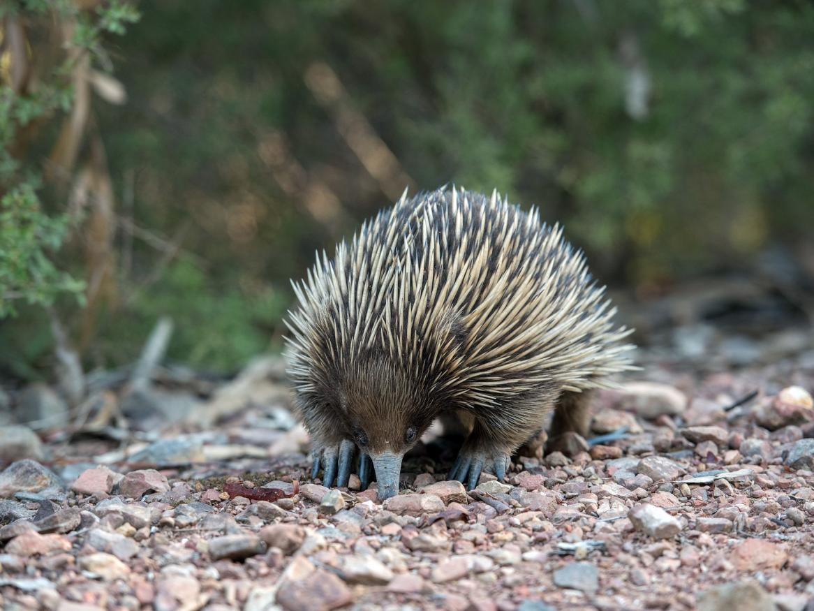 Echidna research