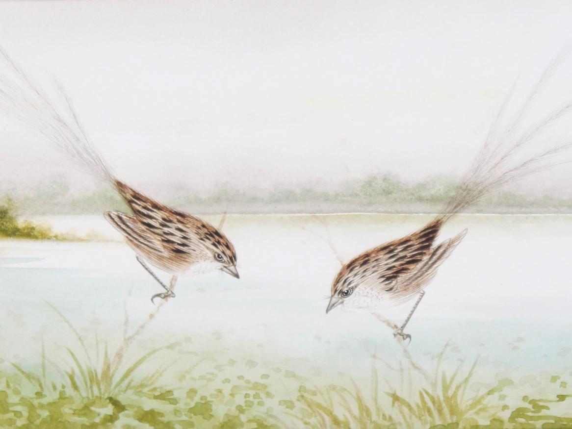 Research to save the emu wren